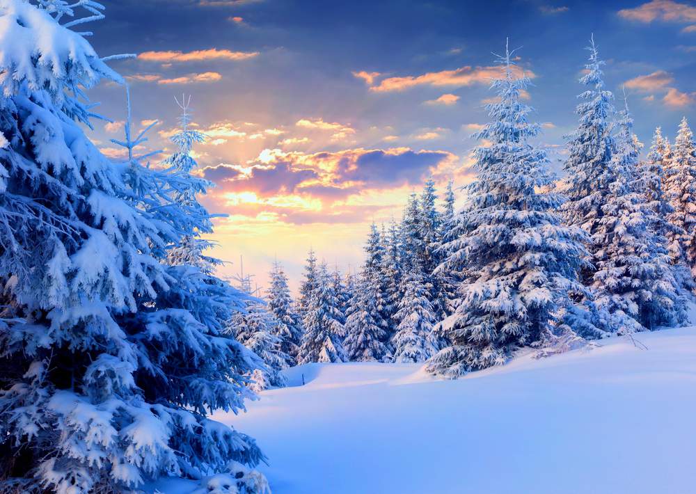 SilenziInverno-pine-winter-christmast-snow-dawn-pure-top-best-picture-desktop