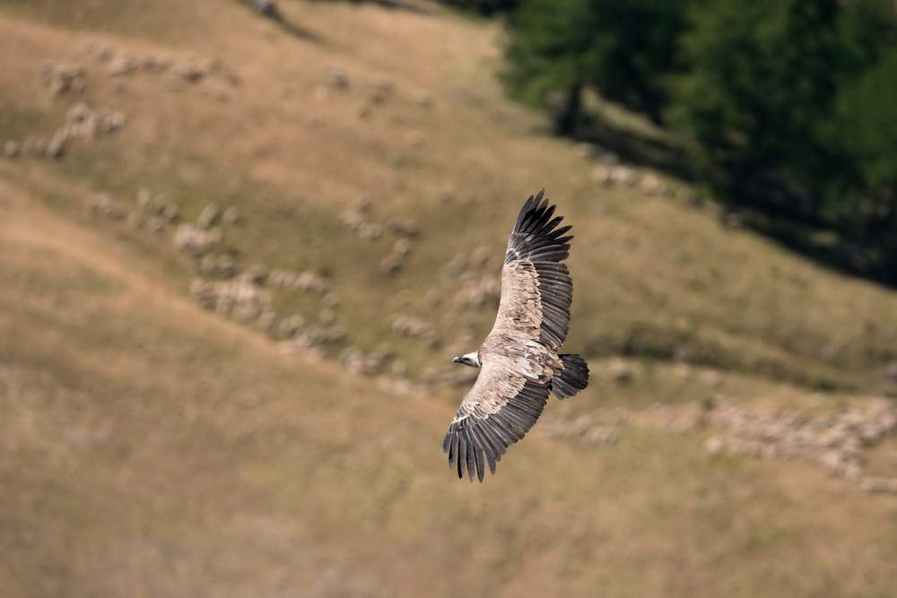 EscursioneCheFai-grifone-vautours-fauves