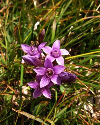 GiganteColdiLana-image009