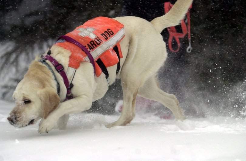 ADVANCE FOR MONDAY, MARCH 26--Larimer County Search and Rescue dog Rosie tracks "victims" buried in the snow during a avalanche training exercise Feb. 11, 2001, at Cameron Pass, Colo. Despite increasing avalanche death tolls, hikers, skiers, snowboarders and snowmobilers continue to head into the nation's backcountry. (AP Photo/The Coloradoan, Rich Abrahamson)